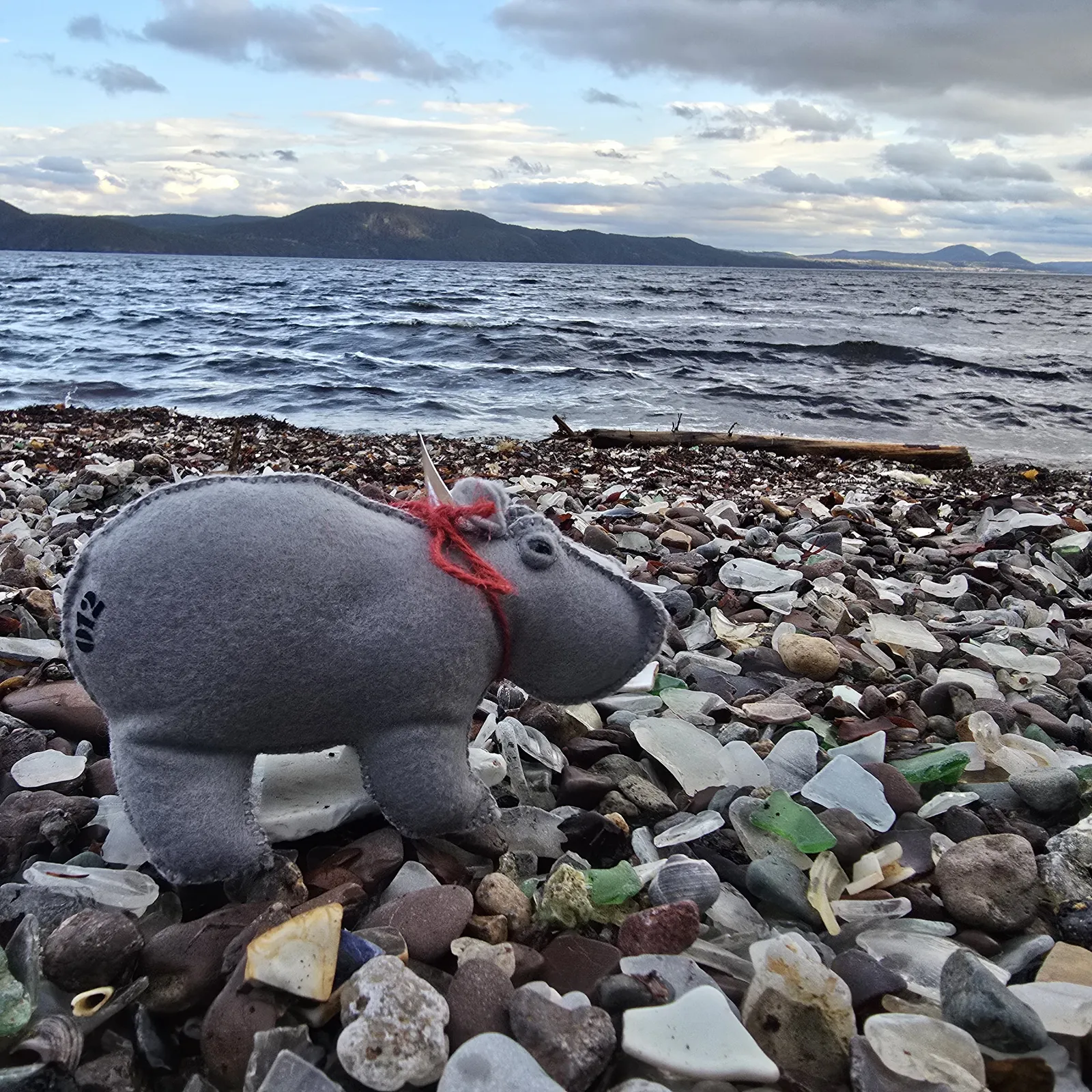 Hippo profile photo