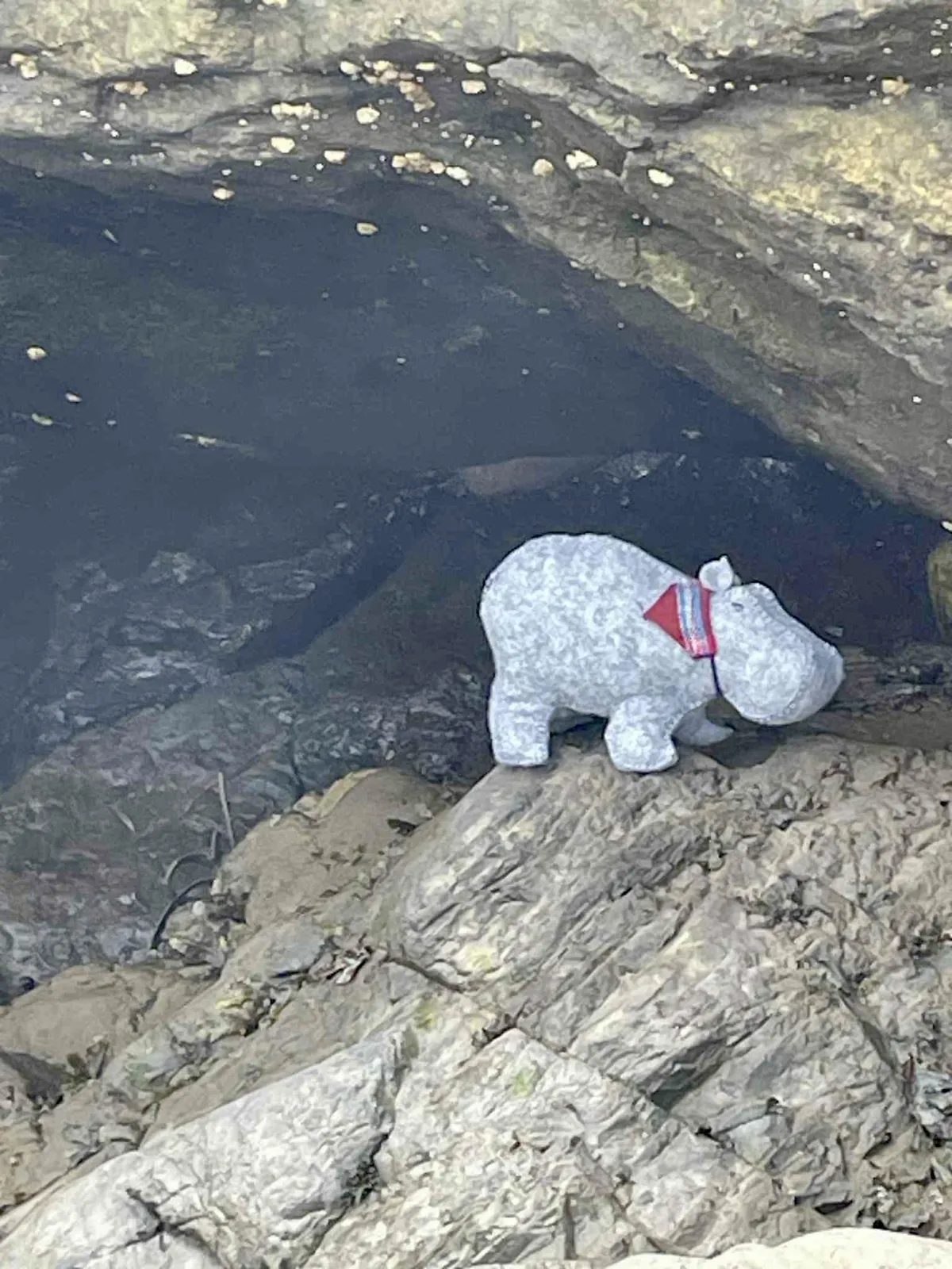 Hippo profile photo